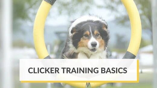Clicker Training Basics