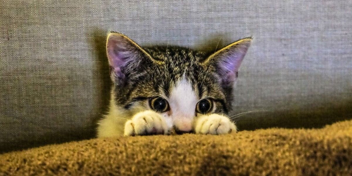 photo of a frightened kitten hiding behind a blanket