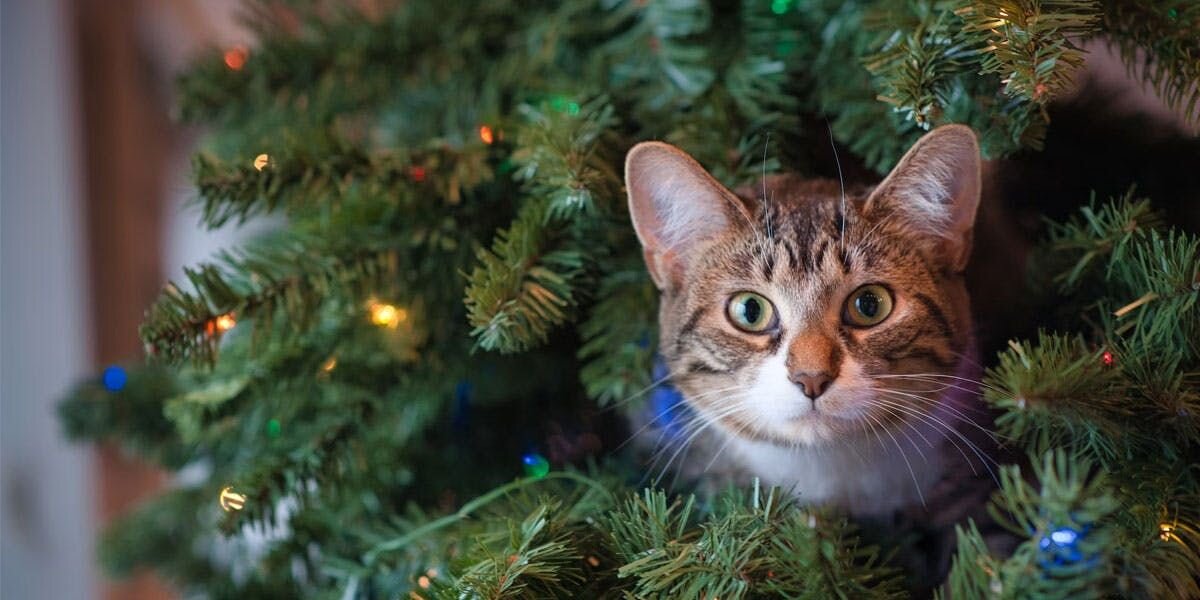 Home for the Pawlidays: How To Host a Cat-Friendly Party