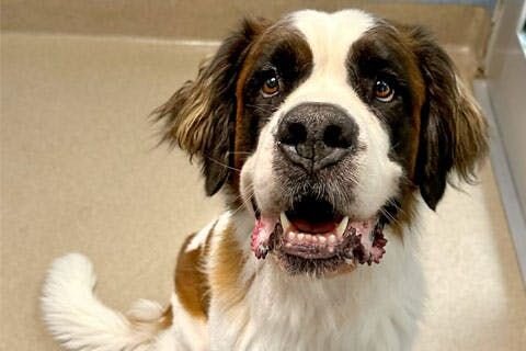 A photo of Luna, a Saint Bernard