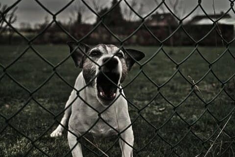 barking dog