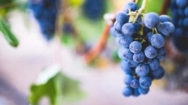 一串葡萄