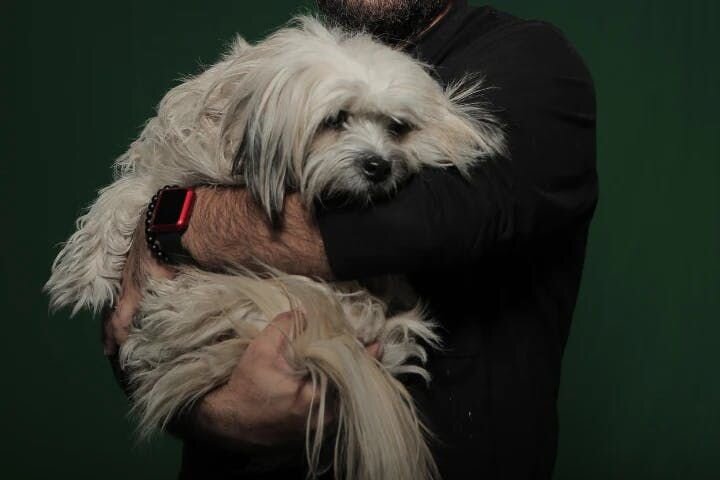 Picking up a small dog