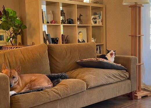 困り顔の保護犬福のファーボ日記 Vol.12｜野良猫だったトモ＆モエと福が家族になるまで