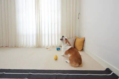 Dog home alone image