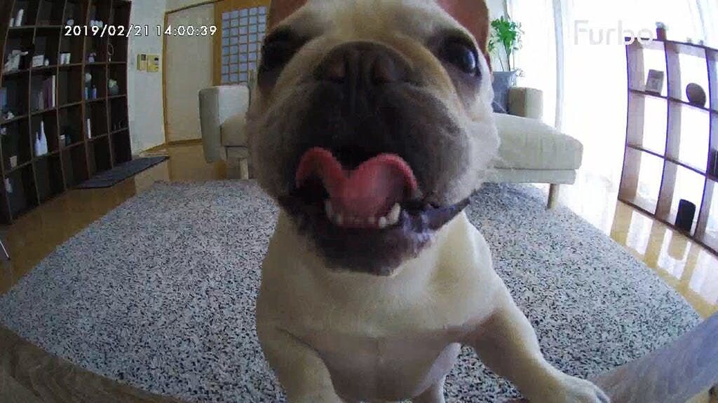 「えへへ〜
　パパー！ママー！
　見えてるかな？
　とうふだよ〜〜♪」