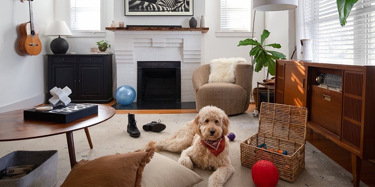 A photo of a poodle mix lying in a living room