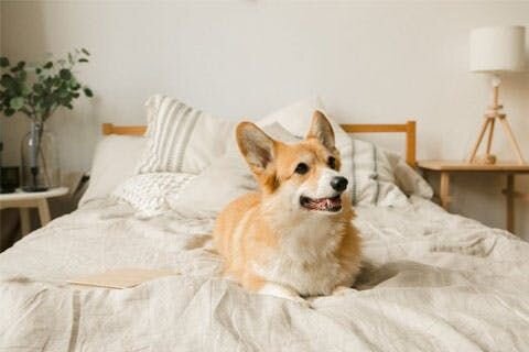 A photo of a smiling corgi lying on a bed