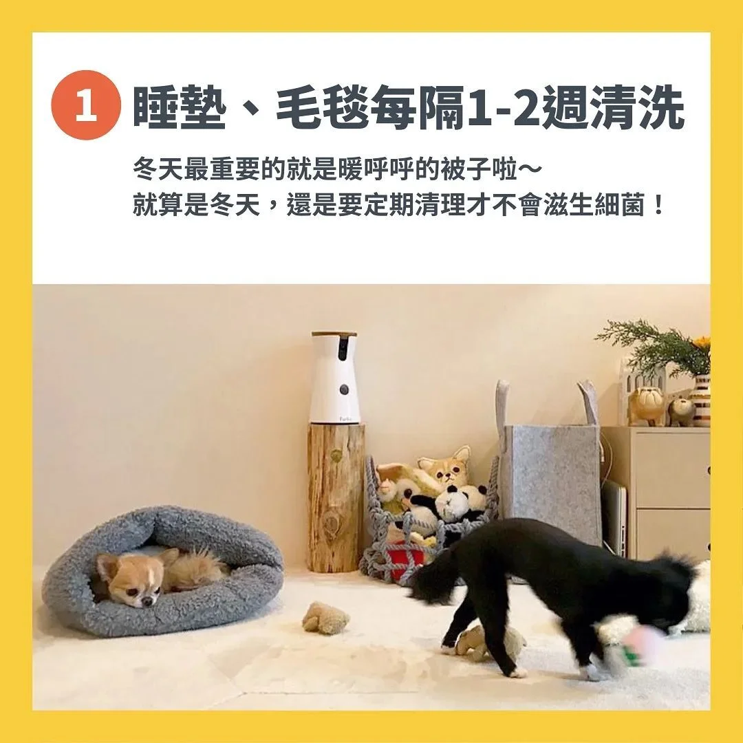 照顧毛孩注意事項