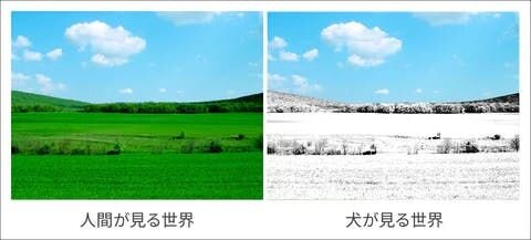 そうすれば、一緒に遊ぶときに区別しやすくなりますよ。