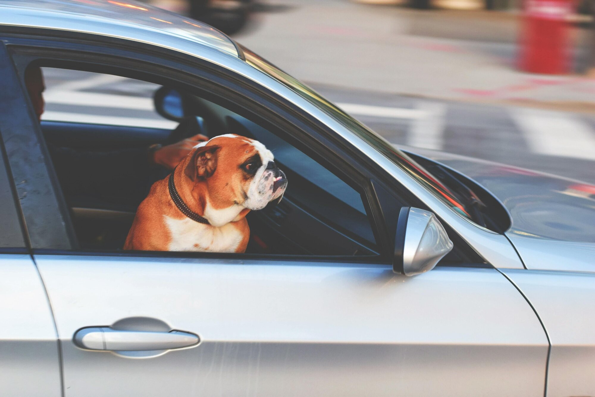 dog in the car image