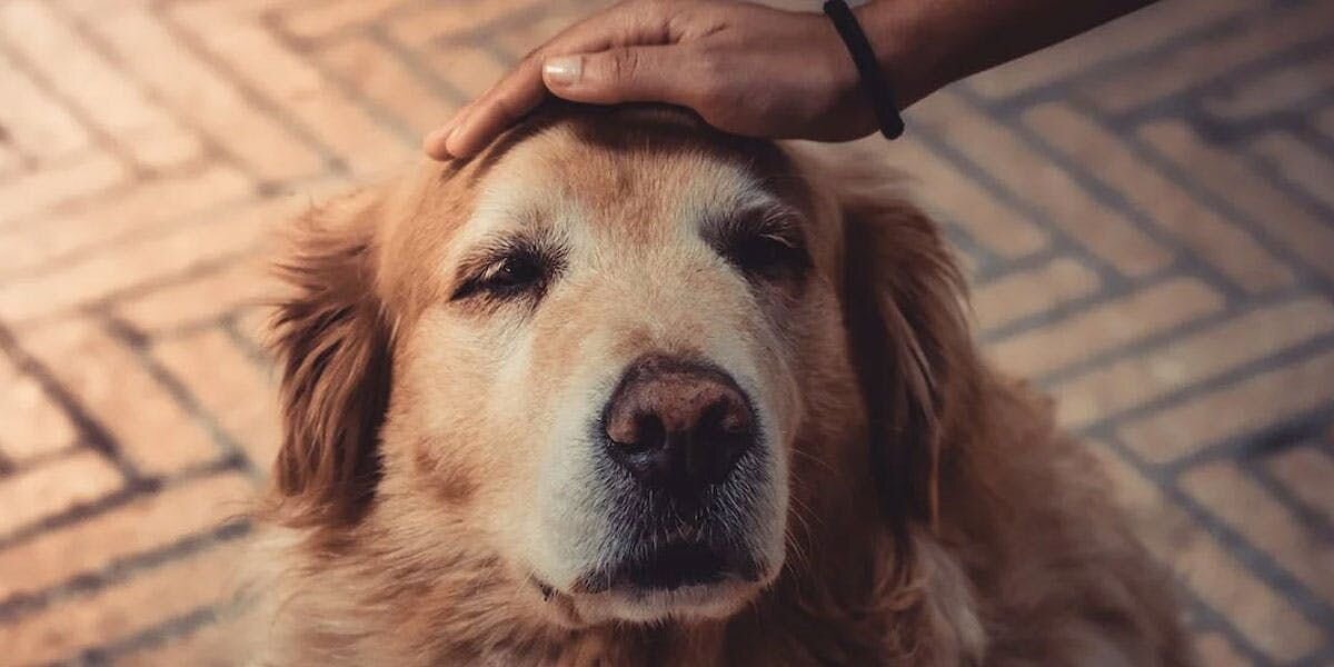 5 Ways to Care for Senior Dogs