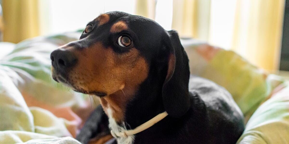 Brown dog lying on a blanket