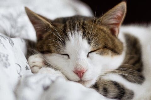 Some cat cameras come with interactive features that can enhance your bond with your furry companion. You can remotely engage in play sessions, or ...