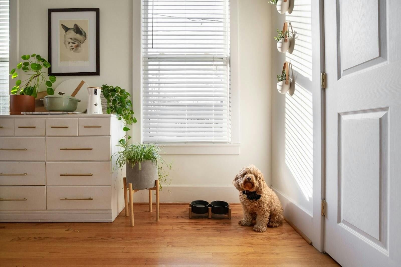 A Labradoodle waiting by the front door, next to a counter with a Furbo Dog Camera on it