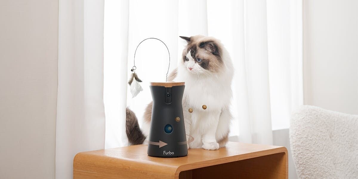 Ragdoll cat sitting on a table with the Furbo 360 Cat Camera
