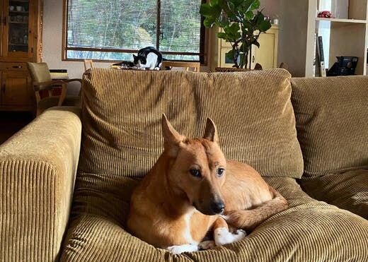 困り顔の保護犬福のファーボ日記 Vol.08｜一歩ずつ仲良しに！福とニャンコの日常