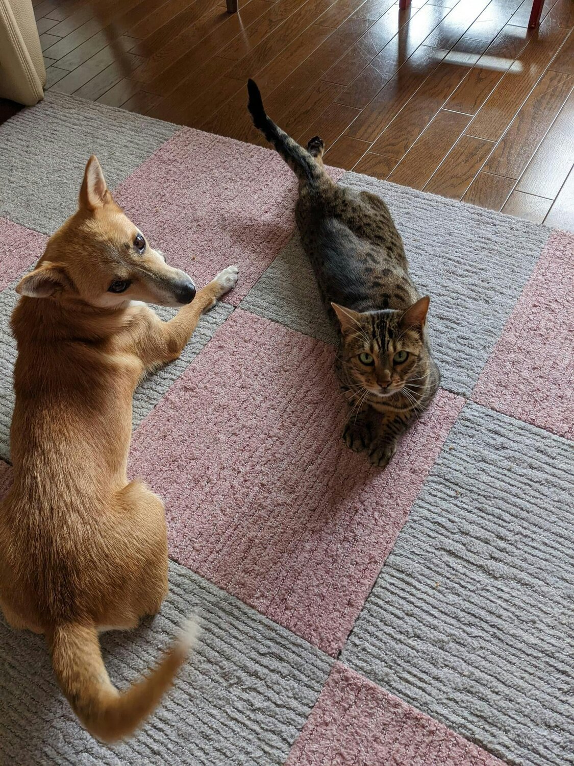 Furbo For Good｜保護犬だった蓮くんが先住猫と仲良しに！里親さんへインタビュー