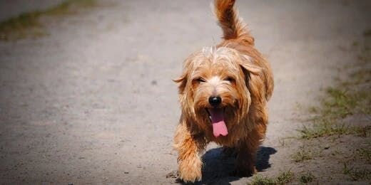 Heat Stroke in Dogs: Signs, Prevention, and Treatments