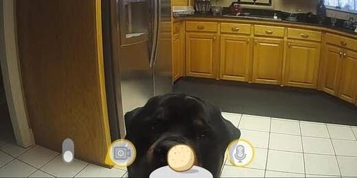 Furbo Dog Camera Review from a Professional Dog Trainer