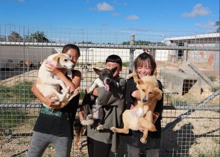 Furbo For Good｜沖縄の離島で犬猫を救う！宮古島SAVE THE ANIMALSさんインタビュー