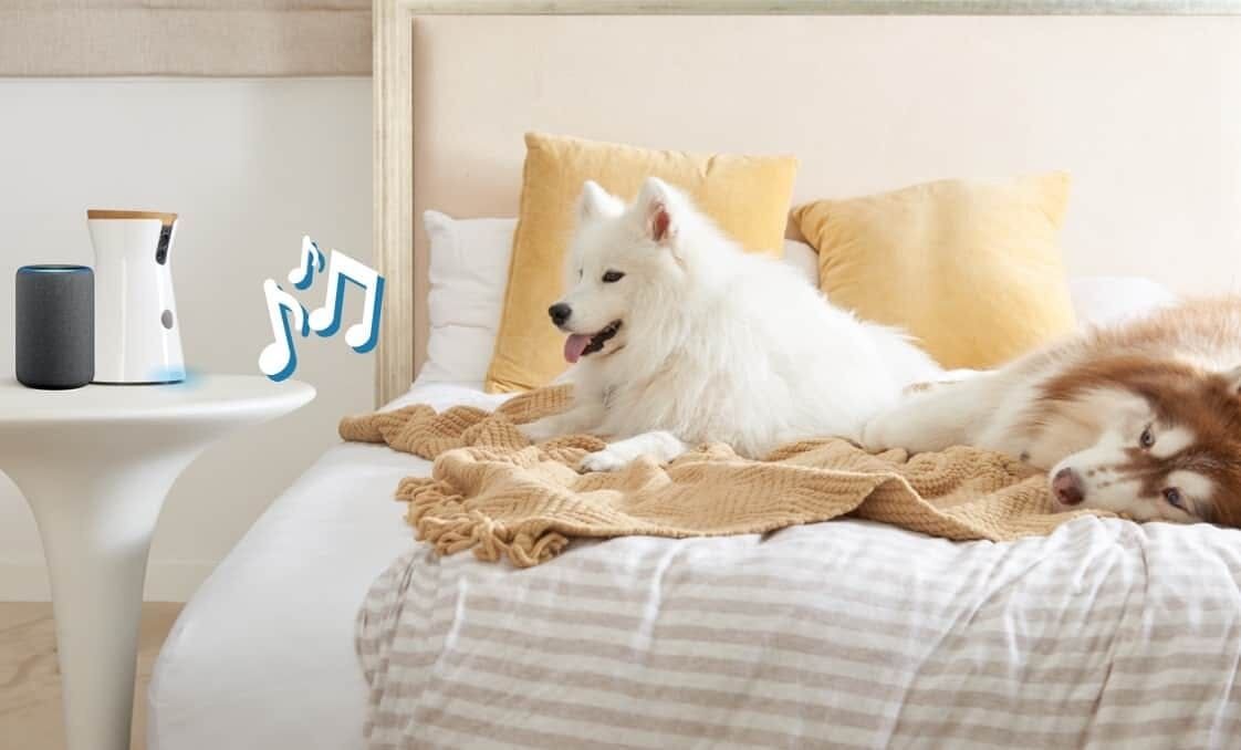 Furbo works with Alexa