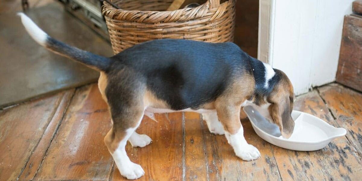 A photo of a beagle eating from a dish