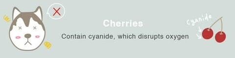 さくらんぼにあるシアン化物が酸素を破壊するため、血液細胞に十分な酸素が行き届かなくなってしまいます。ワンちゃんの健康には害となってしまうフルーツです。