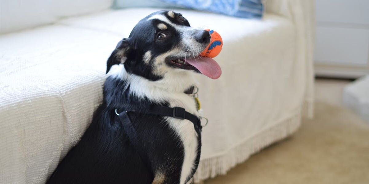 A photo of a shepherd mix holding an orange ball in its mouth