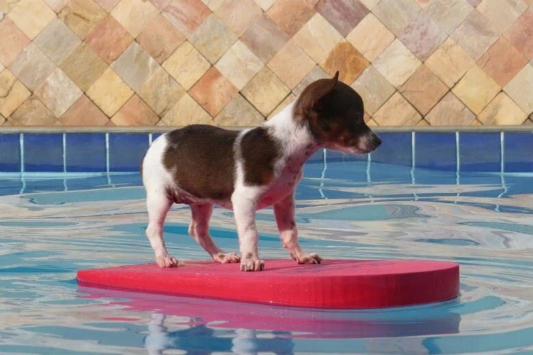 small dogs swim