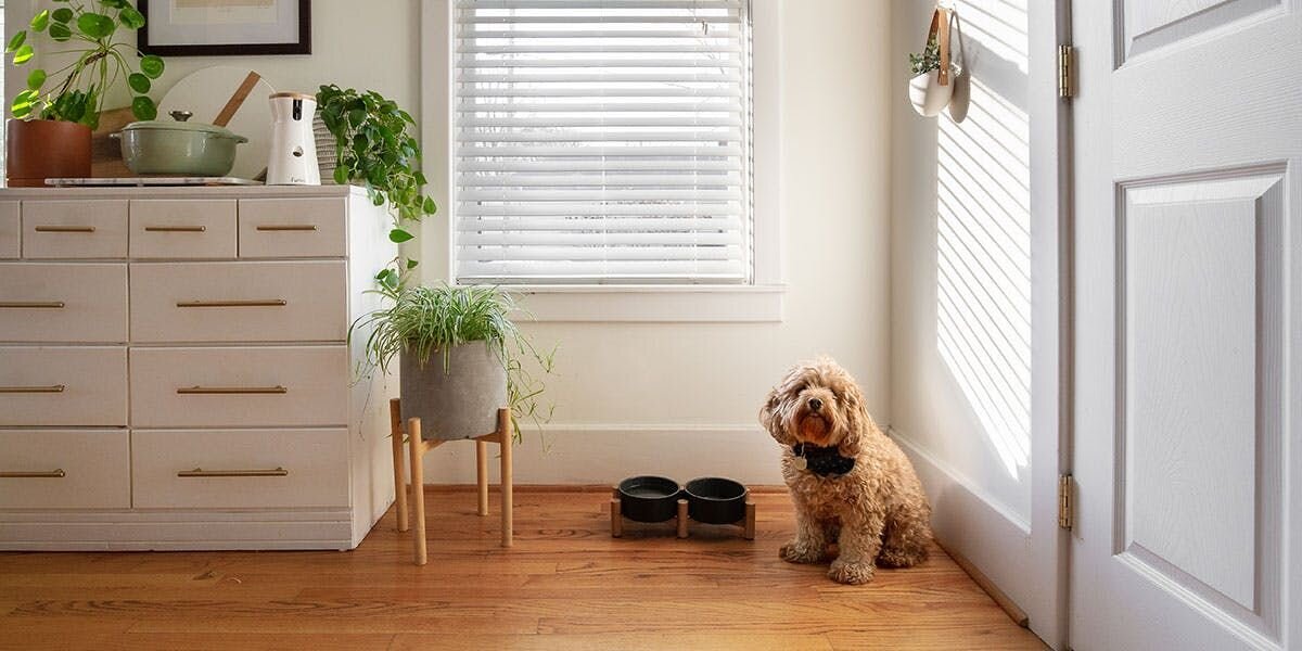 A photo of a Labradoodle sitting next to a Furbo 360° Dog Camera