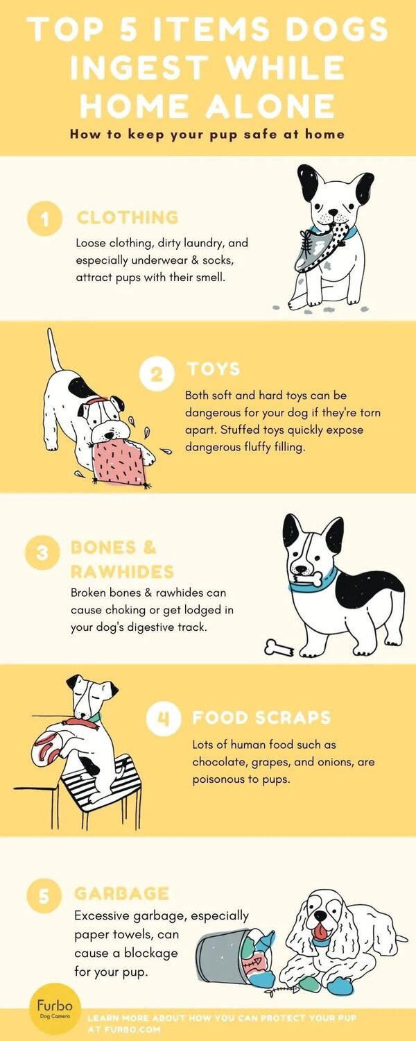 Top 5 items dogs ingest while home alone