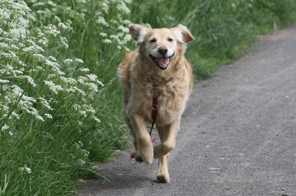 hup and elbow dysplasia