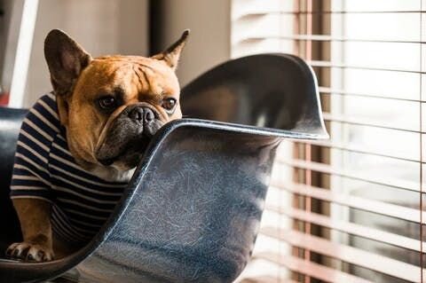 ママさん「こないだちょっとお腹を壊したんですけど、それも半年に一回あるかないかくらい。フィラリアとか以外では病院に行かない年もありますよ。毎日のケアのおかげだったら嬉しいですね（笑）丈夫でいてくれて嬉しいです。」