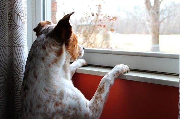 Dog watching window
