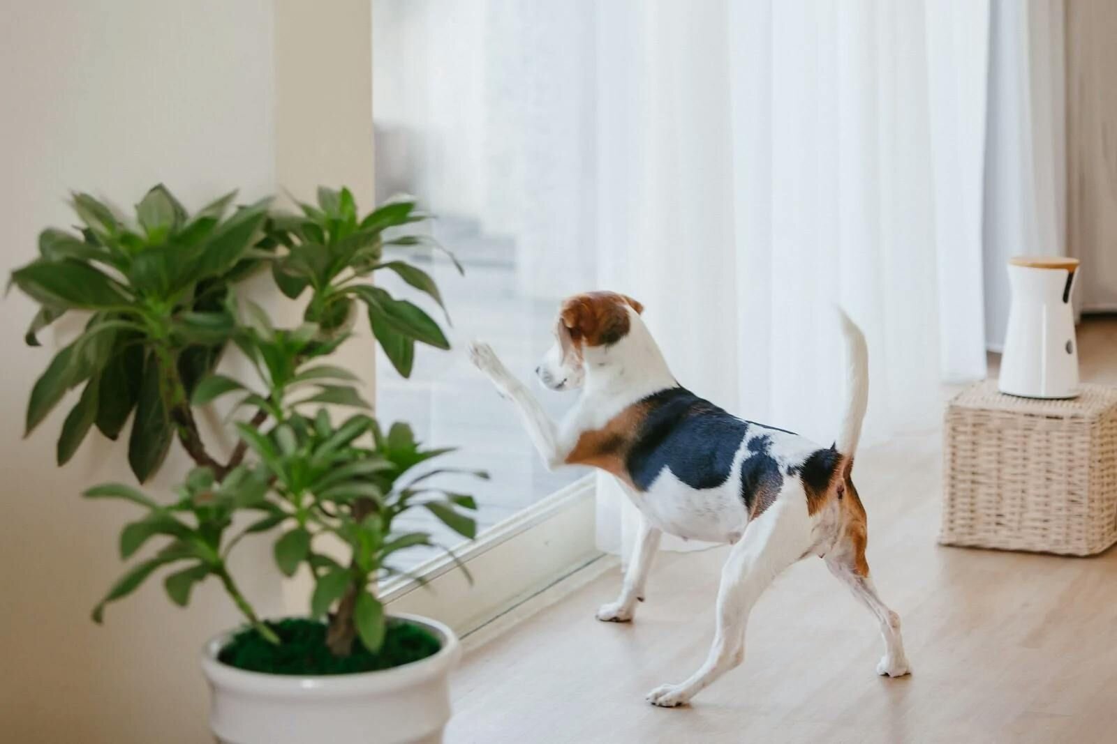 Chapter 8: Why Some Dogs Have Separation Anxiety