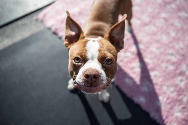 Boston Terrier looking at you