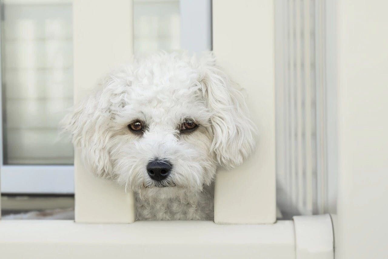 10 Dog Breeds With the Worst Separation Anxiety