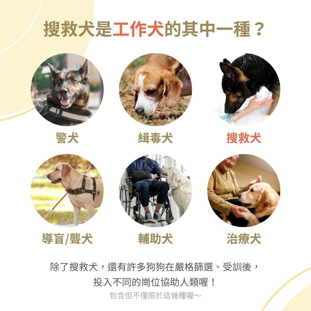 不同類型工作犬