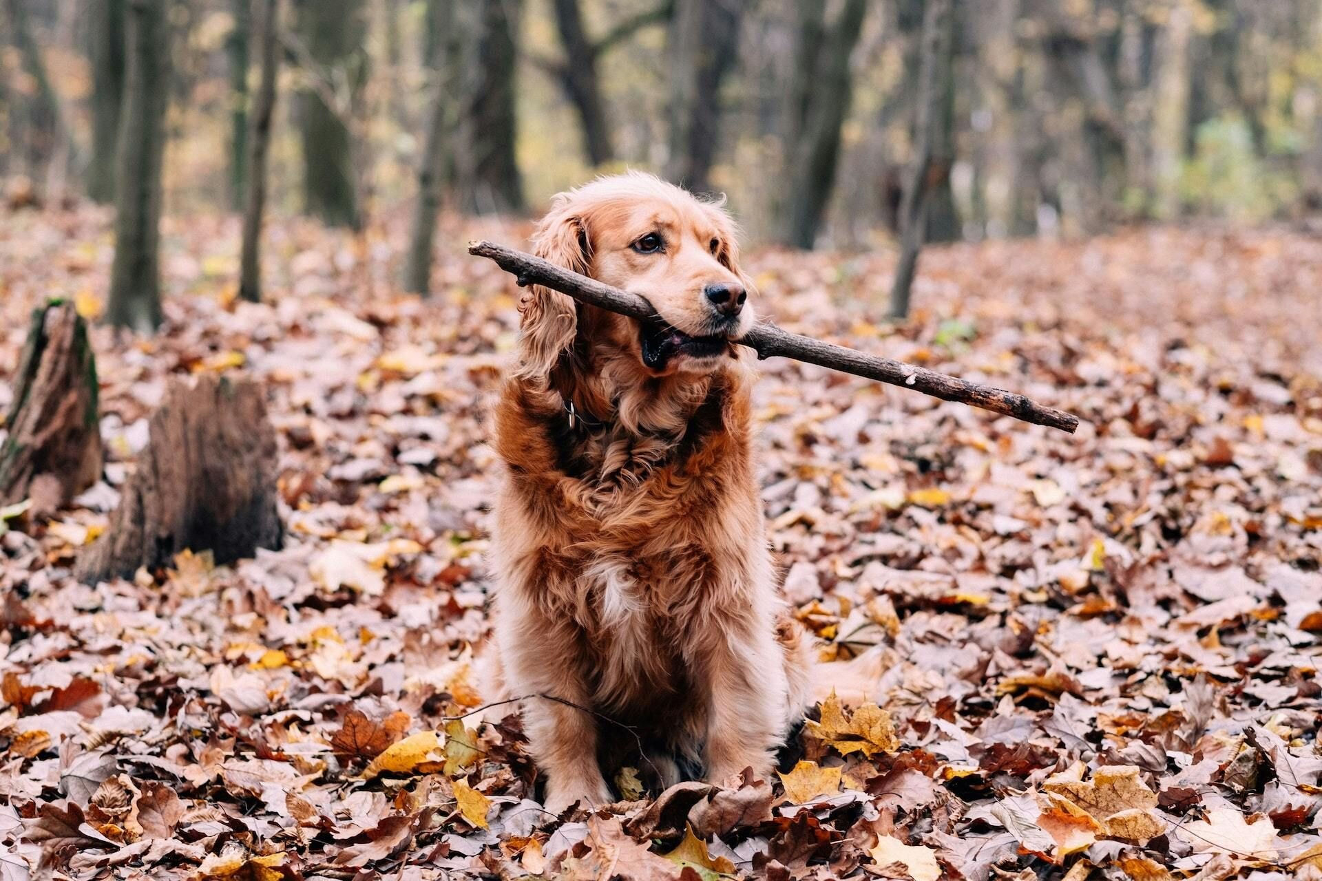 Dog holding stick