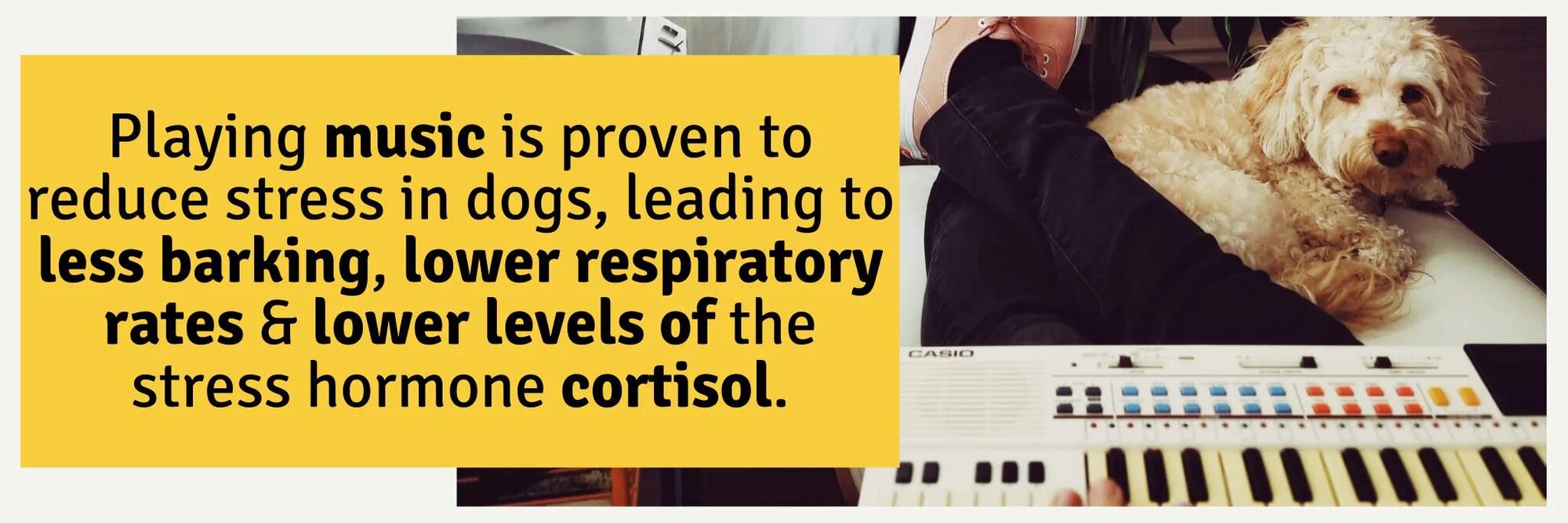 Playing music is proven to reduce stress in dogs, leading to less barking, lower respiratory rates & lower levels of the stress hormone cortisol