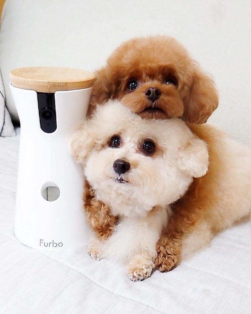 ドッグカメラFurbo(ファーボ)レビュー！新型360°ビューと旧型を比較！