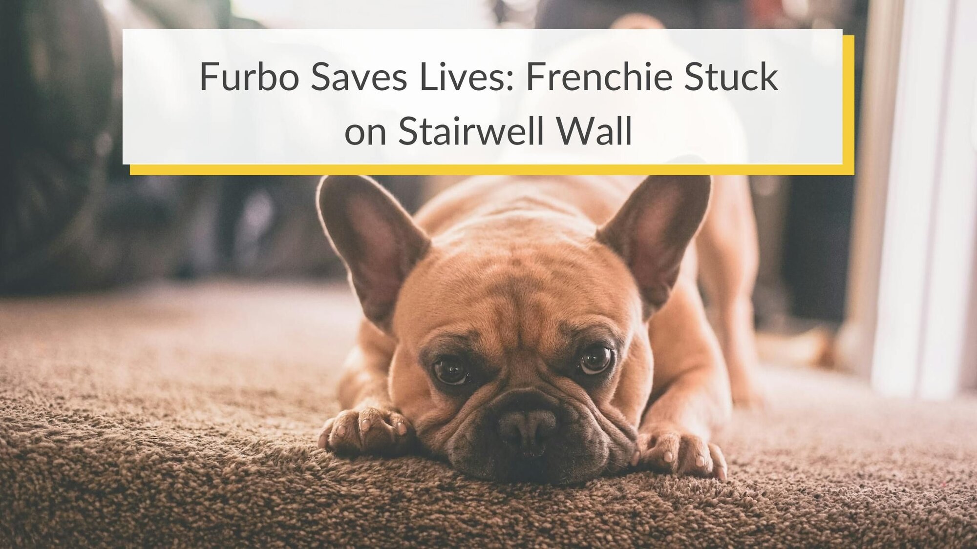 Furbo Saves Lives: Frenchie stuck on stairwell wall