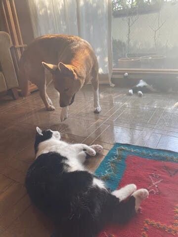 最近はすっかりお互いの存在を認め合うようになった、福・とも・もえ。留守番のときもこんな感じでソファーでリラックスムードです。