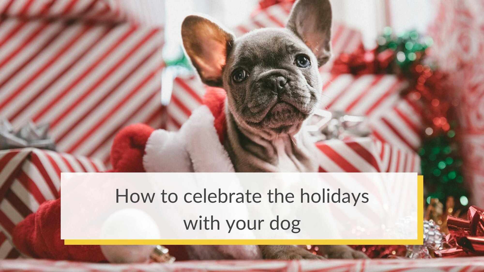 How to celebrate the holidays with your dog