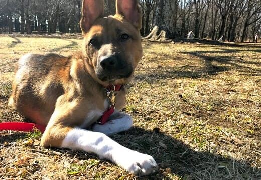 困り顔の保護犬福のファーボ日記 Vol.09｜保護犬、保護猫たちがくれる「幸せなギフト」