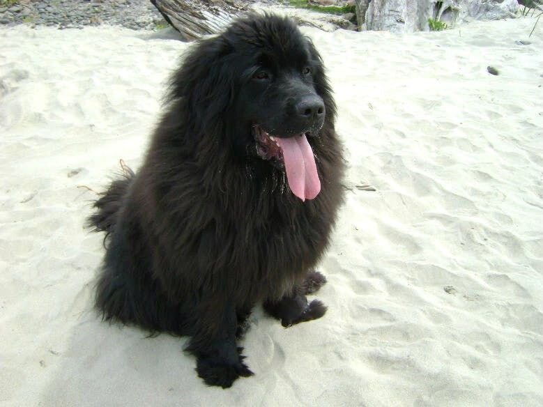 newfoundland dogs