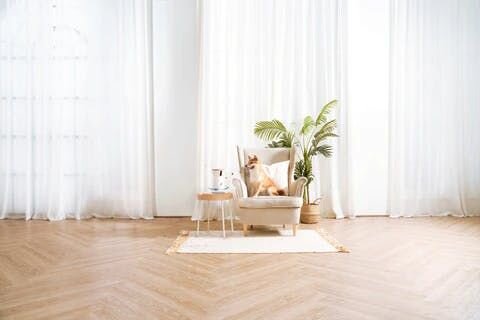 Dog sitting on chair with Furbo 360