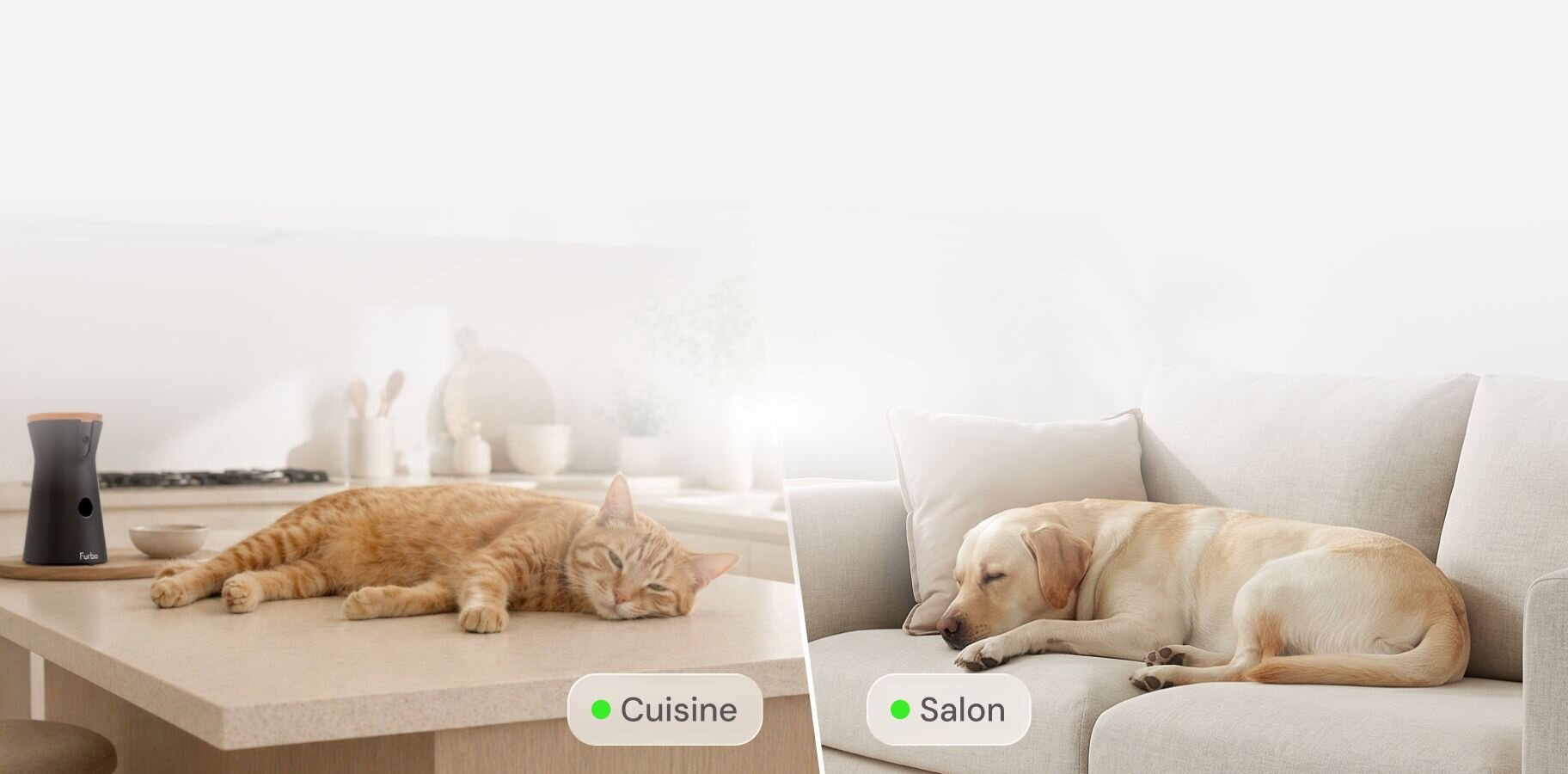 A split-screen view showing an orange cat napping on a kitchen counter next to a Furbo 360° Cat Camera, and a yellow labrador sleeping on a light-colored sofa in the living room.