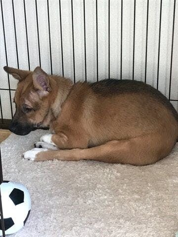 また、アメリカポートランドでも、ペットショップは保護犬と飼い主を繋ぐ仲介所として存在し、マッチングしてからは、その後のケア、アドバイザーとしての役割を担っていくことが多くなっているそうです。ぜひ、詳しいレポートを本書でお読みいただければ幸いです。